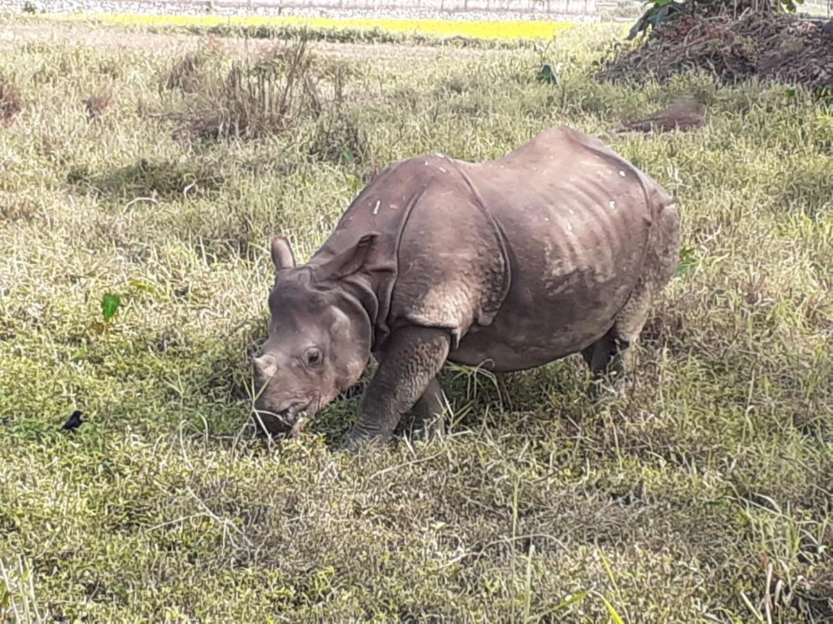 Hotel Tiger Tops Sauraha Dış mekan fotoğraf